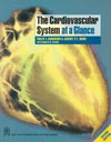 the-cardiovascular-system-at-a-glance