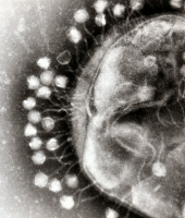Phage therapy
