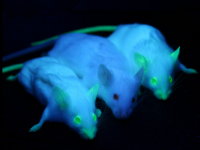 Rudolf Jaenisch-Genetically modified mouse