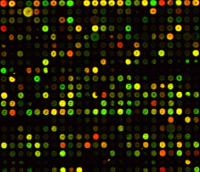 Stephen Fodor-DNA microarray